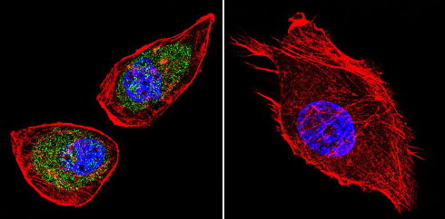 Immunocytochemistry/Immunofluorescence analysis of NCX1 shows staining in A549 cells. NCX1 staining (green), F-Actin staining with Phalloidin (red) and nuclei with DAPI (blue) is shown. Cells were grown on chamber slides and fixed with formaldehyde prior to staining. Cells were incubated without (control) or with ab2869 (1:100) overnight at 4°C, washed with PBS and incubated with a DyLight-488 conjugated goat anti-mouse secondary antibody. Images were taken at 60X magnification.