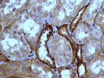 Immunohistochemical analysis of paraffin embedded Human kidney tissue labelling NDRG3 with ab133715 at 1/100.