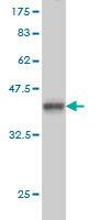 Western blot against tagged recombinant protein immunogen using ab55518 NDUFA2 antibody at 1ug/ml.