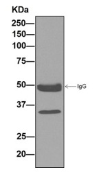 Western blot analysis on immunoprecipitation pellet from Human skeletal muscle lysate labeling NDUFA9 with ab181381 at 1/10 dilution.