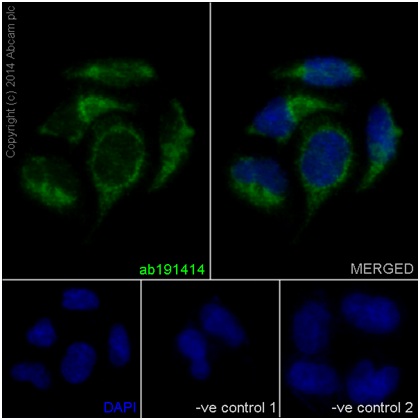 Immunofluorescence analysis of HeLa cells labeling NDUFAF4 using ab191414 at 1/150 dilution (9.5 μg/mL). A Goat anti Rabbit IgG (Alexa Fluor488) at 1/200 dilution (ab150077) was used as secondary antibody. Cells were fixed with 4% Paraformaldehyde and permealized with 0.1% triton X-100. Counterstain: DAPI. The 2 negative cotrols images were obtained using Goat anti Mouse IgG (Alexa Fluor®594) at 1:400 dilution as secondary antibody.
