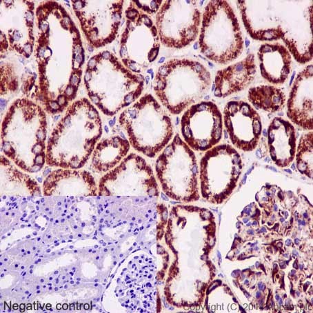 Immunohistochemical analysis of paraffin-embedded Human kidney tissue labeling NDUFB8 with ab192878 at 1/500 dilution followed by pre-diluted HRP Polymer for Rabbit/Mouse IgG. Counter stained with Hematoxylin.