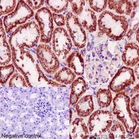 Immunohistochemical analysis of paraffin-embedded Rat kidney tissue labeling NDUFB8 with ab192878 at 1/500 dilution followed by pre-diluted HRP Polymer for Rabbit/Mouse IgG. Counter stained with Hematoxylin.