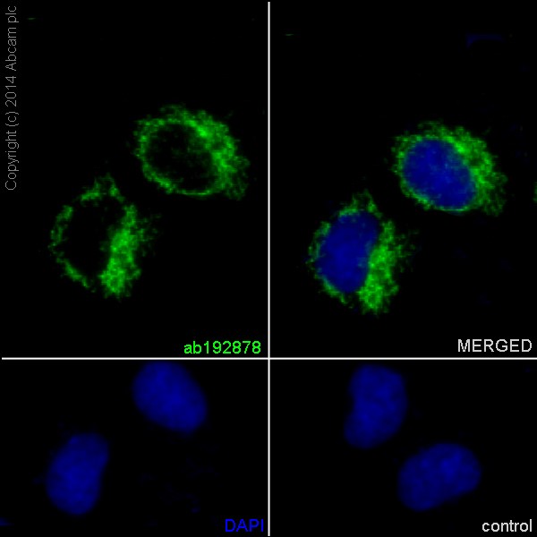 Immunofluorescent analysis of 4% paraformaldehyde-fixed, 0.1% tritonX-100 permeabilized HeLa cells labeling NDUFB8 with ab192878 at 1/50 dilution followed by Goat anti rabbit IgG (AlexaFluor® 488) (ab150077) secondary antibody at 1/400 dilution. Nuclear counter stained is DAPI (blue).
