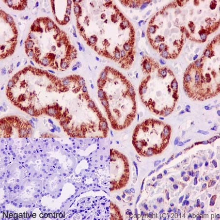 Immunohistochemical analysis of paraffin-embedded Human kidney tissue labeling NDUFC2 with ab192265 at 1/100 dilution, followed by prediluted HRP Polymer for Rabbit/Mouse IgG. Counter stained with Hematoxylin.