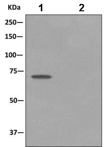 Immunoprecipitation. ab169540 at 1/10000 staining Ndufs1 in HeLa cell lysate immunoprecipitated using ab169540 at 1/10. Lane 2: Control IgG.