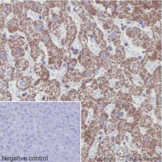 Immunohistochemical analysis of paraffin-embedded Rat liver tissue labeling NDUFS6 with ab195807 at 1/500. Secondary antibody: Goat Anti-Rabbit IgG H&L (HRP) (ab97051) at 1/500.Inset image: negative control obtained using PBS instead of ab195807 and secondary antibody only.Note: Cytoplasm staining on rat liver tissue was observed.