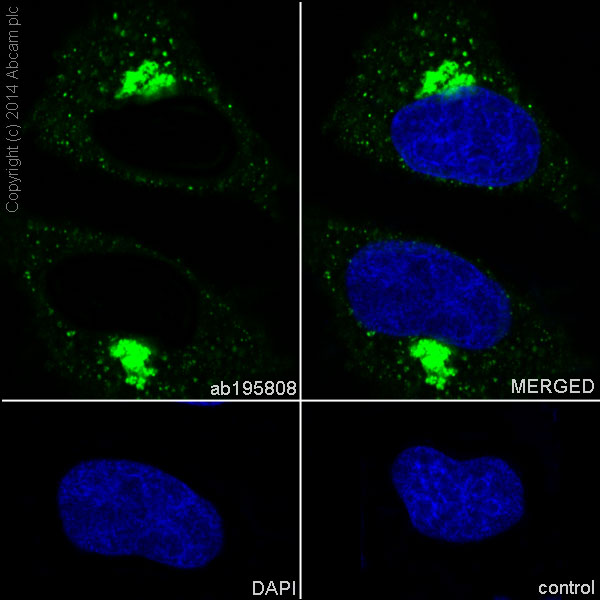 Immunofluorescent analysis of HeLa cells (100% methanol-fixed, 0.1% tritonX-100 permeabilized) labeling NDUFS6 with ab195808 at 1/200 dilution followed by Goat anti rabbit IgG (AlexaFluor® 488) (ab150077) secondary at 1/400 dilution and counter-stained with DAPI (blue).Note: Cytoplasm staining on HeLa cell line was observed.