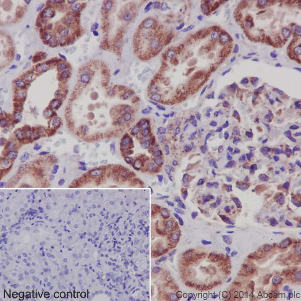 Immunohistochemical analysis of paraffin-embedded Human kidney tissue labeling NDUFS6 with ab195808 at 1/500 dilution followed by Goat Anti-Rabbit IgG H&L (HRP) (ab97051) at 1/500 dilution and counter-stained with Hematoxylin. (inset: negative control).Note: Cytoplasm staining on human kidney tissue was observed.