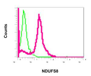 Flow cytometric analysis of permeabilized Jurkat cells using ab170936 (red) at 1/10 dilution or a rabbit IgG (negative) (green).