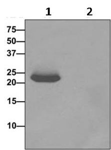 Western blot analysis on immunoprecipitation pellet from (1) HeLa cell lysate or (2) 1X PBS (negative control) using ab170936 at 1/10 dilution and HRP-conjugated anti-rabbit IgG preferentially detecting the non-reduced form of rabbit IgG.