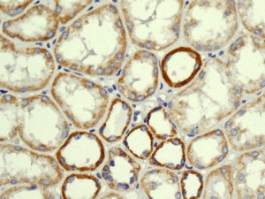 Immunohistochemical analysis of paraffin embedded Human kidney tissue labeling NDUFS8 with ab180183 at 1/50.