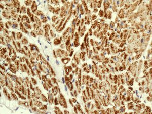 Immunohistochemical analysis of paraffin embedded Human heart tissue labeling NDUFS8 with ab180183 at 1/50.