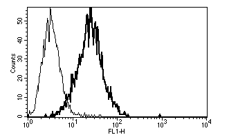 A typical staining pattern with ab47171 monoclonal antibody of KG-1 cell line 