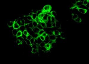 Immunofluorescent sanalysis of SW480 cells labelling Nectin 2 with ab135246 at 1/250 dilution.