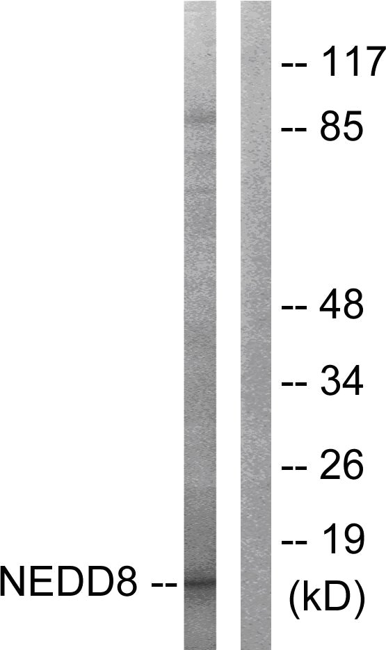All lanes : Anti-NEDD8 antibody (ab58399) at 1/500 dilutionLane 1 : Jurkat cell extractLane 2 : Jurkat cell extract with immunizing peptide