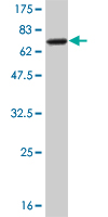 Western blot against tagged recombinant protein immunogen using ab56577 NEIL2 antibody at 1ug/ml.