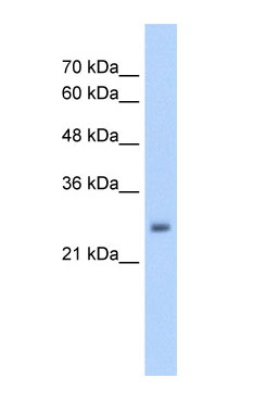 Anti-NELF antibody (ab58752) at 5 µg/ml + HepG2 Cell LysateSecondaryHRP conjugated anti-Rabbit IgG at 1/50000 dilutionObserved band size : 29 kDa (why is the actual band size different from the predicted?)
