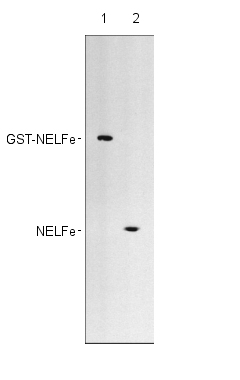 All lanes : Anti-NELFe antibody (ab28038) at 1/1000 dilutionLane 1 : NELFe-GST fusion proteinLane 2 : HeLa cell nuclear extractSecondarydonkey anti-sheep peroxidase linked at 1/20000 dilution