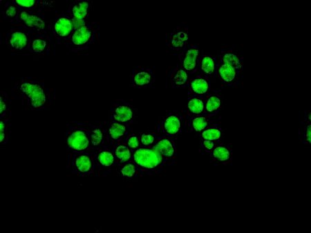 Immunofluorescence analysis of HepG2 cells labeling NELFe with ab170104 at a 1/100 dilution.