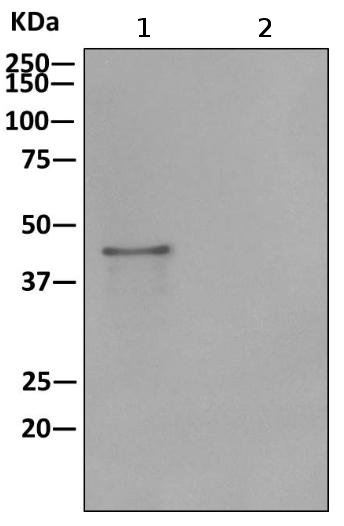 Western blot analysis on immunoprecipitation pellet from HeLa cell lysate (lane 1) or 1X PBS (negative control) (lane 2) using ab170104, and HRP-conjugated anti-rabbit IgG preferentially detecting the non-reduced form of rabbit IgG.