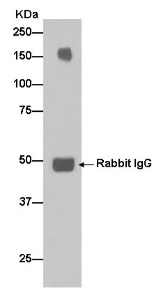 Immunoprecipitation. ab183511 at 1/50 immunoprecipitatinging Neogenin in Human fetal brain cell lysate. A Goat Anti-Rabbit IgG, (H+L), Peroxidase conjugated at 1/1000 was used as secondary.