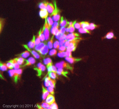 ICC/IF image of ab72908 stained Hek293 cells. The cells were 4% PFA fixed (10 min) and then incubated in 1%BSA / 10% normal goat serum / 0.3M glycine in 0.1% PBS-Tween for 1h to permeabilise the cells and block non-specific protein-protein interactions. The cells were then incubated with the antibody (ab72908, 5µg/ml) overnight at +4°C. The secondary antibody (green) was ab96879, DyLight® 488 goat anti-rabbit IgG (H+L) used at a 1/250 dilution for 1h. Alexa Fluor® 594 WGA was used to label plasma membranes (red) at a 1/200 dilution for 1h. DAPI was used to stain the cell nuclei (blue) at a concentration of 1.43µM. This antibody also gave a positive result in 4% PFA fixed (10 min) HeLa cells at 5µg/ml, and in 100% methanol fixed (5 min) HeLa and Hek293 cells at 5µg/ml.