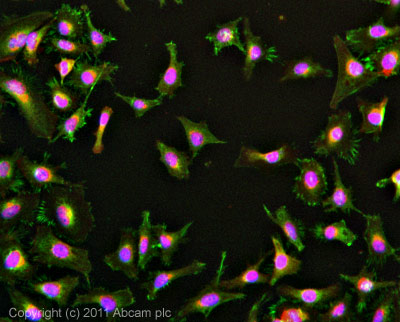 ICC/IF image of ab64419 stained HeLa cells. The cells were 4% formaldehyde fixed (10 min) and then incubated in 1%BSA / 10% normal goat serum / 0.3M glycine in 0.1% PBS-Tween for 1h to permeabilise the cells and block non-specific protein-protein interactions. The cells were then incubated with the antibody (ab64419, 5µg/ml) overnight at +4°C. The secondary antibody (green) was ab96899, DyLight® 488 goat anti-rabbit IgG (H+L) used at a 1/250 dilution for 1h. Alexa Fluor® 594 WGA was used to label plasma membranes (red) at a 1/200 dilution for 1h. DAPI was used to stain the cell nuclei (blue) at a concentration of 1.43µM.