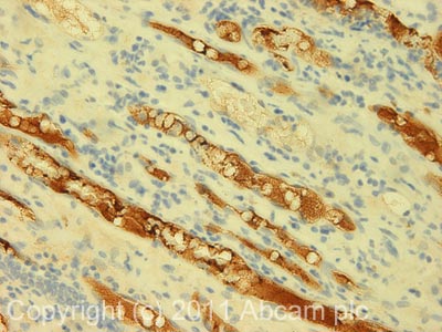 IHC image of ab64419 staining in Human normal kidney formalin fixed paraffin embedded tissue section, performed on a Leica BondTM system using the standard protocol F. The section was pre-treated using heat mediated antigen retrieval with sodium citrate buffer (pH6, epitope retrieval solution 1) for 20 mins. The section was then incubated with ab64419, 5µg/ml, for 15 mins at room temperature and detected using an HRP conjugated compact polymer system. DAB was used as the chromogen. The section was then counterstained with haematoxylin and mounted with DPX.For other IHC staining systems (automated and non-automated) customers should optimize variable parameters such as antigen retrieval conditions, primary antibody concentration and antibody incubation times.