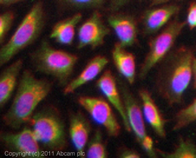 ICC/IF image of ab74261 stained HeLa cells. The cells were 4% PFA fixed (10mins) and then incubated in 1%BSA / 10% normal goat serum / 0.3M glycine in 0.1% PBS-Tween for 1h to permeabilise the cells and block non-specific protein-protein interactions. The cells were then incubated with the antibody (ab74261, 5µg/ml) overnight at +4°C. The secondary antibody (green) was ab96899 Dylight 488 goat anti-rabbit IgG (H+L) used at a 1/250 dilution for 1h. Alexa Fluor® 594 WGA was used to label plasma membranes (red) at a 1/200 dilution for 1h. DAPI was used to stain the cell nuclei (blue) at a concentration of 1.43µM.
