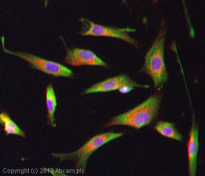 ICC/IF image of ab82375 stained SKNSH cells. The cells were 4% paraformaldehyde fixed (10 min) and then incubated in 1%BSA / 10% normal goat serum / 0.3M glycine in 0.1% PBS-Tween for 1h to permeabilise the cells and block non-specific protein-protein interactions. The cells were then incubated with the antibody (ab82375, 5µg/ml) overnight at +4°C. The secondary antibody (green) was ab96899, DyLight® 488 goat anti-rabbit IgG (H+L) used at a 1/250 dilution for 1h. Alexa Fluor® 594 WGA was used to label plasma membranes (red) at a 1/200 dilution for 1h. DAPI was used to stain the cell nuclei (blue) at a concentration of 1.43µM.