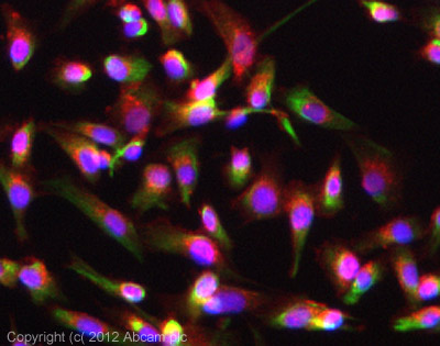 ICC/IF image of ab105389 stained SKNSH cells. The cells were 4% formaldehyde fixed (10 min) and then incubated in 1%BSA / 10% normal goat serum / 0.3M glycine in 0.1% PBS-Tween for 1h to permeabilise the cells and block non-specific protein-protein interactions. The cells were then incubated with the antibody (ab105389, 1/200 dilution) overnight at +4°C. The secondary antibody (green) was ab96899, DyLight® 488 goat anti-rabbit IgG (H+L) used at a 1/250 dilution for 1h. Alexa Fluor® 594 WGA was used to label plasma membranes (red) at a 1/200 dilution for 1h. DAPI was used to stain the cell nuclei (blue) at a concentration of 1.43µM.