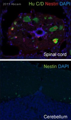 ab27952 staining Nestin in Apteronotus leptorynchus spinal cord tissue by Immunohistochemistry (Frozen sections). The sections were fixed in 2% paraformaldehye and permeabilized in 0.3% Triton X-100 prior to blocking with 3% sheep serum / 1% BSA / 1% teleostean gelatine in PBS for 1 hour at 23°C. The primary antibody was diluted 1/100 in the blocking solution and incubated with the sample for 18 hours at 4°C. An Alexa Fluor® 488-conjugated Goat anti-Rabbit polyclonal was used as the secondary antibody, diluted 1/200.See Abreview