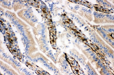 Immunohistochemical analysis of frozen Rat Intestine Tissue labeling Neuregulin 1 beta 2 with ab191139 at 1 µg/ml.