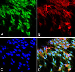 [A] green = ab16508 Rabbit polyclonal antibody to NeuroD1 staining (5ug/ml)) in a fixed culture of murine neurons, differentiated for 3 days, from murine neocortical precursor cells (E14). Neurons shown emanated from the site of a neurosphere (top-left corner) which was removed prior to imaging).Alexa Fluor 488 secondary goat anti-rabbit antibody was used for detection (@ 1/400). Strong punctate nuclear and diffuse cytosolic NeuroD1 labelling at is observed.[B] red = mouse monoclonal anti-MAP (microtubule marker) with goat anti-mouse Alexa Fluor 568 (1/400) secondary antibody.[C] blue = TO-PRO-3 (nuclear) staining[D] Overlay of A, B an