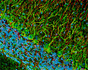 ab24575 at a 1/1000 dilution staining rat brain tissue sections (8um horizontal section)(green) by Immunohistochemistry (frozen sections). Other structures visualized with anti-GFAP (red) and Hoechst (blue).
