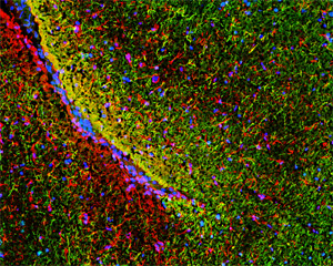 ab24574 at a 1/1000 dilution staining rat brain tissue sections (8um horizontal section)(green) by Immunohistochemistry (frozen sections). Other structures visualized with anti-GFAP (red) and Hoechst (blue).