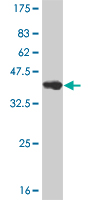Western blot against tagged recombinant protein immunogen using ab57560 Neurogenin 2 antibody at 1ug/ml.