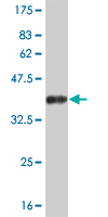 Western blot against tagged recombinant protein immunogen using ab57563 Neurogenin 2 antibody at 1ug/ml.