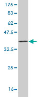 Western blot against tagged recombinant protein immunogen using ab57120 HEY1 antibody at 1ug/ml.
