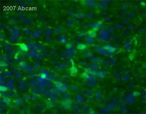 ab23570 at 1/500 staining mouse embryonic mesencephalon tissue sections by IHC-Fr. The sections were paraformaldehyde fixed and incubated with the antibody for 12 hours. An Alexa Fluor ®  488 conjugated goat polyclonal antibody was used as the secondary.See Abreview