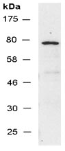 Anti-Neurokinin 1 Receptor antibody (ab139323) at 1/500 dilution + Jurkat total cell extract