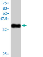 Western blot against tagged recombinant protein immunogen using ab57482 Neurokinin B antibody at 1ug/ml.