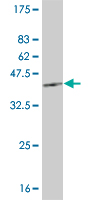 Western blot against tagged recombinant protein immunogen using ab57121 HEY1 antibody at 1ug/ml.