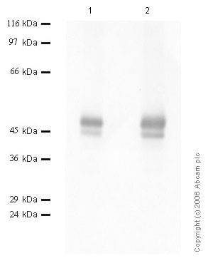 All lanes : Anti-Neuroserpin antibody (ab46773) at 1/1000 dilutionLane 1 : Neuroserpin at 0.04 µgLane 2 : Neuroserpin at 0.02 µg