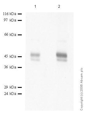 All lanes : Anti-Neuroserpin antibody (ab46775) at 1/1000 dilutionLane 1 : Neuroserpin at 0.04 µgLane 2 : Neuroserpin at 0.02 µg