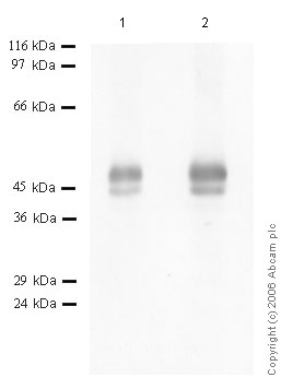 All lanes : Anti-Neuroserpin antibody - Aminoterminal end (ab46761) at 1/1000 dilutionLane 1 : Neuroserpin at 0.04 µgLane 2 : Neuroserpin at 0.02 µg
