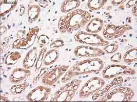 ab124410 at 1/50 dilution staining Neurotrophin 3 in Paraffin-embedded Human kidney tissue by Immunohistochemistry.