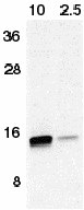 All lanes : Anti-Neurturin antibody (ab8061) at 1/500 dilutionLane 1 : 10ng full length recombinant Neurturin in HeLa cell lysateLane 2 : 2.5ng full length recombinant Neurturin in HeLa cell lysate