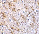 ab8061 at 5µg/ml staining Neurturin in human brain tissue by IHC.